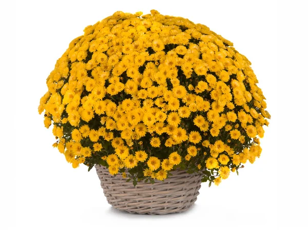 Chrysanthemum  isolated on a white — Stock Photo, Image