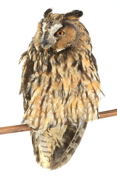 Owl on a white background — Stock Photo, Image