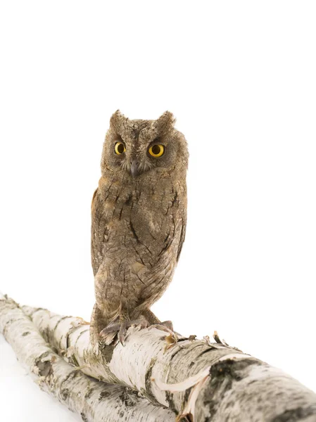 European scops owl — Stock Photo, Image