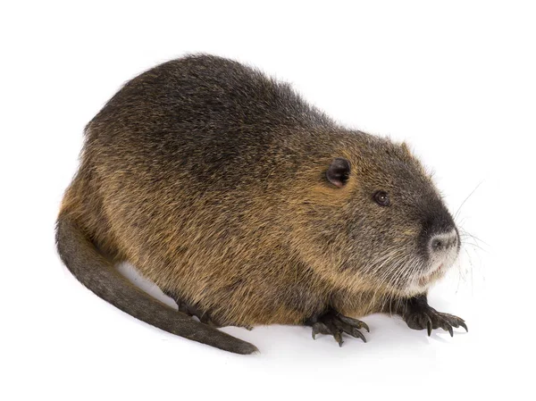 Coypu (myocastor adatavşanları) — Stok fotoğraf