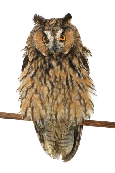 Owl on a white background — Stock Photo, Image