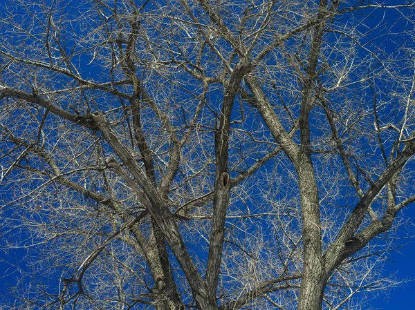 Baum eine Pappel gegen — Stockfoto