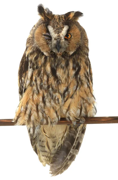 Owl  on a white — Stock Photo, Image