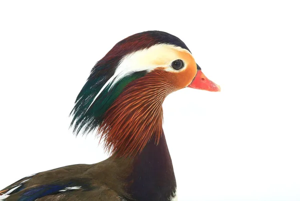 Portrait canard mandarin — Photo