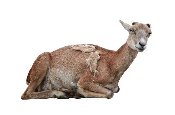 Mufflon-Weibchen isoliert auf einem weißen — Stockfoto