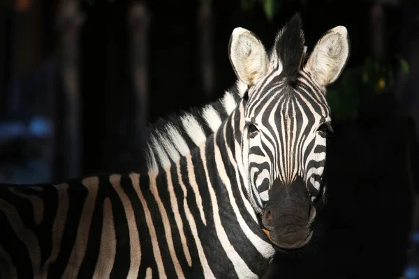 Zebra portrait on a black — Stockfoto