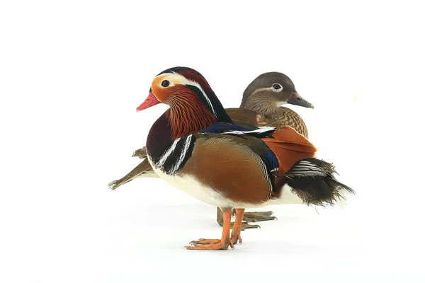 Deux canards mandarins — Photo