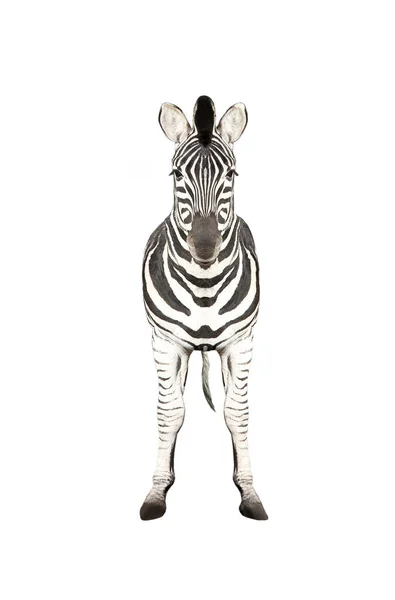 Zebra op wit — Stockfoto