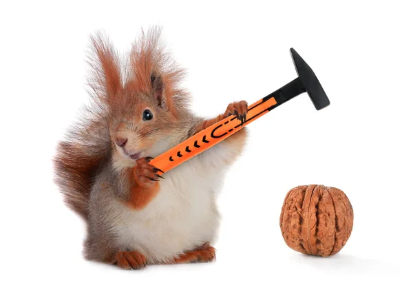 Squirrel with  hammer and nut on a white — Stock Photo, Image