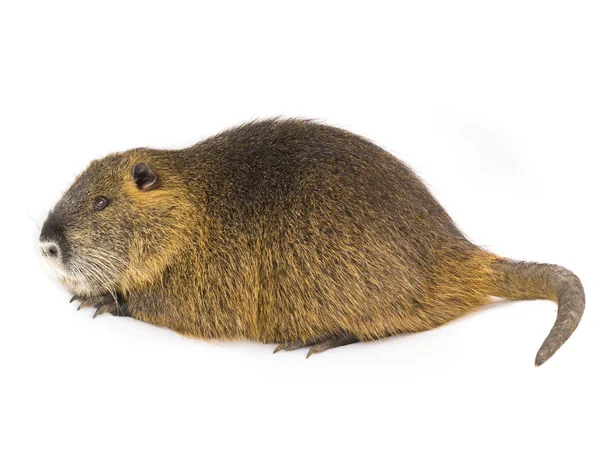 Coypu (myocastor adatavşanları) — Stok fotoğraf