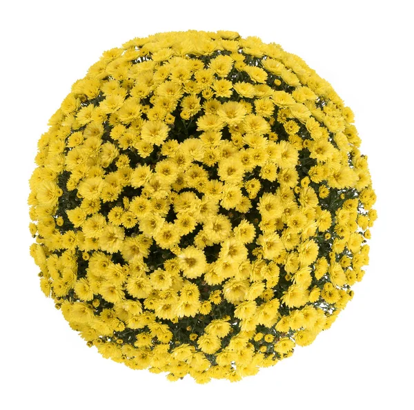 Chrysanthemum  isolated on a white — Stock Photo, Image