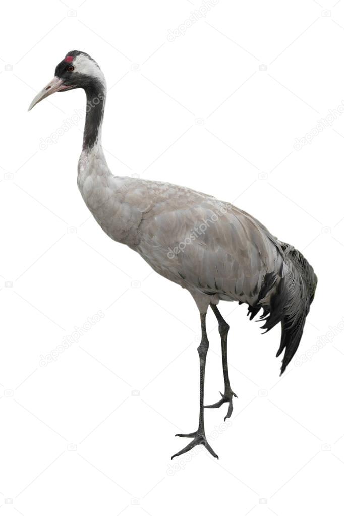 crane is isolated