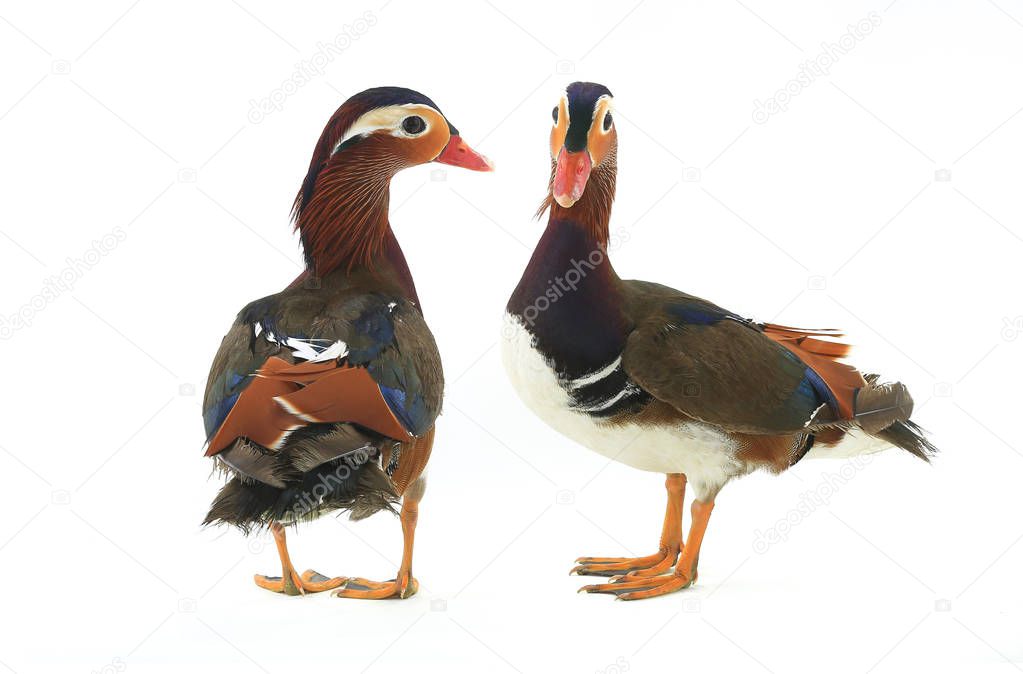 two male mandarin ducks 