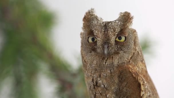 European scops owl on white — Stock Video