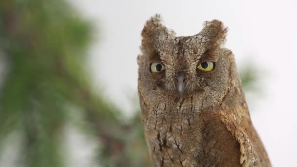 Europese scops uil op wit — Stockvideo