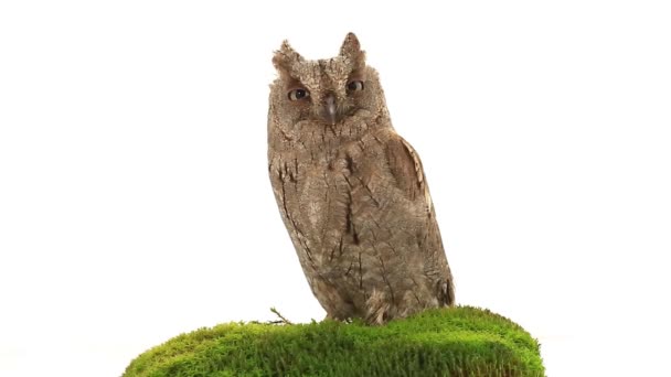 Europese scops uil op wit — Stockvideo