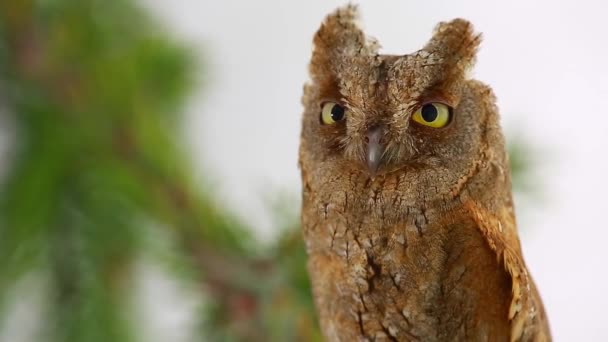 Europese scops uil op wit — Stockvideo