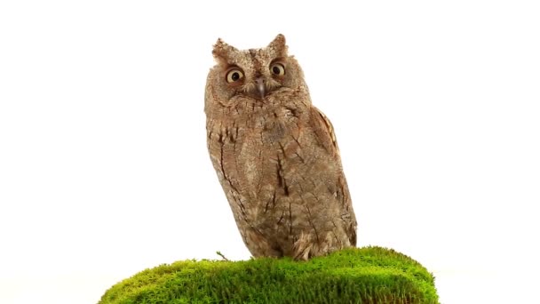 Europese scops uil op wit — Stockvideo