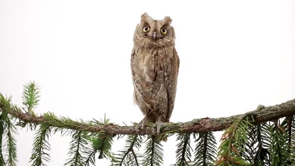 Europese scops uil op wit — Stockvideo