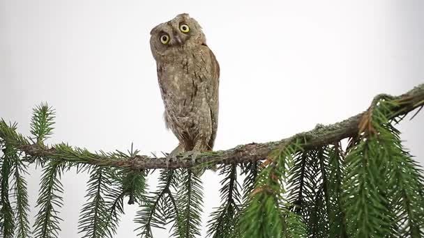 Hibou européen sur une branche un sapin sur l'écran blanc — Video