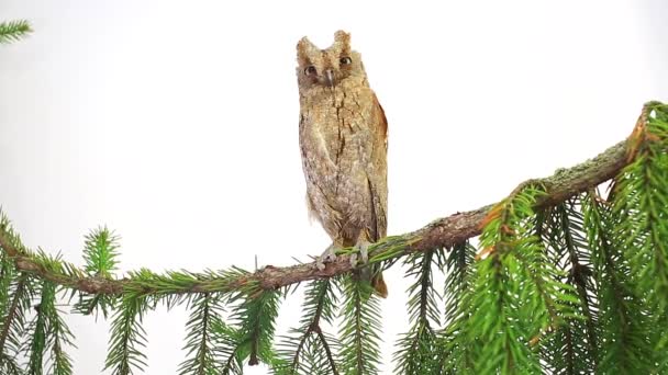 European owl on a branch a fir-tree on the white screen — Stock Video