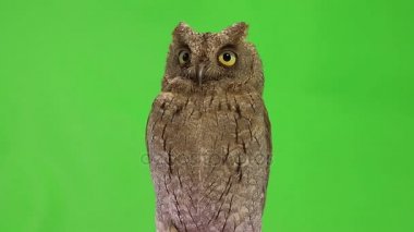 Avrupa İshak baykuşu yeşil