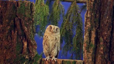 Bir ağaç üzerinde Avrupa ishak kuşu