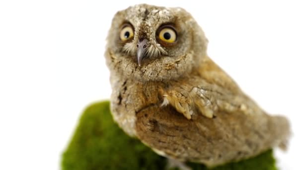 欧洲角鸮上绿色 — 图库视频影像