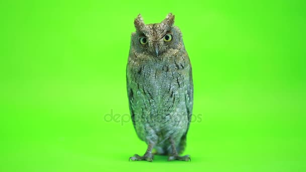 European scops owl on green — Stock Video