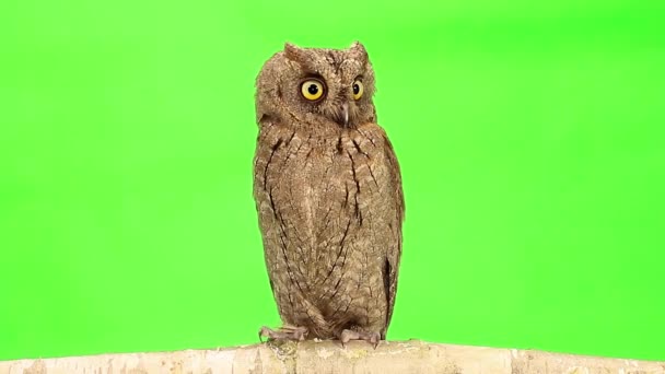 European scops owl on green — Stock Video