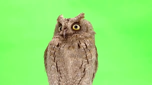 European scops owl on green — Stock Video