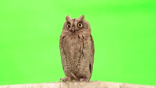 European scops owl on green — Stock Video