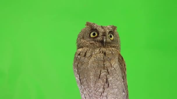 European scops owl on green — Stock Video