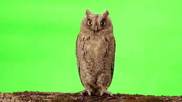 European scops owl on green — Stock Video