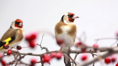 bir alıç dalı üzerinde iki goldfinches