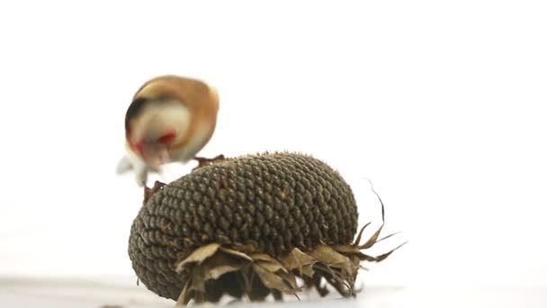 Goldfinch pica grãos de girassol — Vídeo de Stock