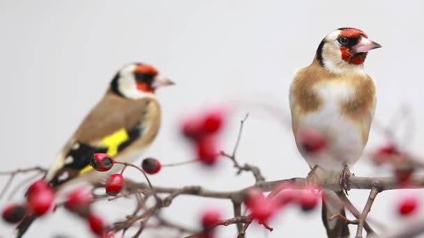 Bir alıç dalı üzerinde iki goldfinches — Stok video