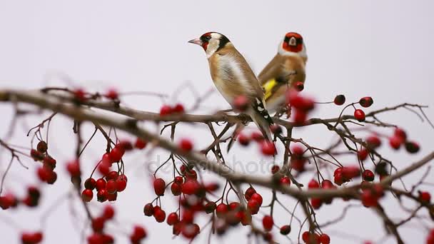 Two goldfinches on a hawthorn branch — Stock Video