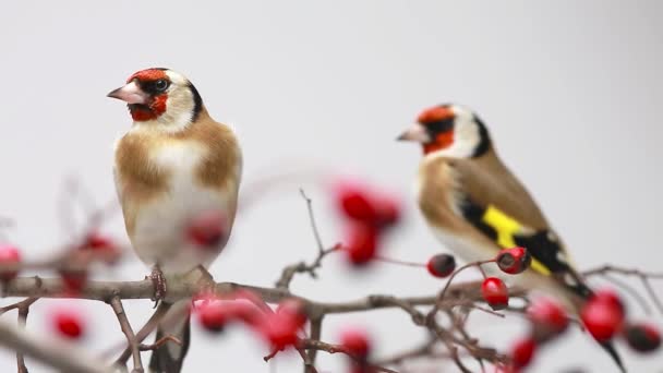 Two goldfinches on a hawthorn branch — Stock Video