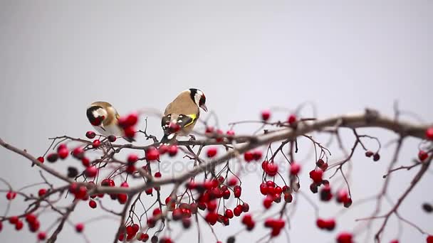 Two goldfinches on a hawthorn branch — Stock Video