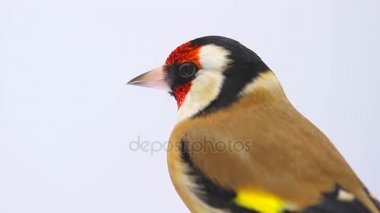 Saka kuşu beyaz ekranda portresi