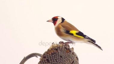 Saka kuşu bir ayçiçeği üzerinde beyaz ekran