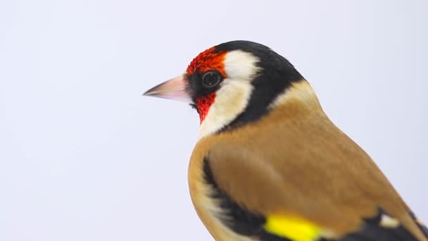 Retrato de um goldfinch na tela branca — Vídeo de Stock