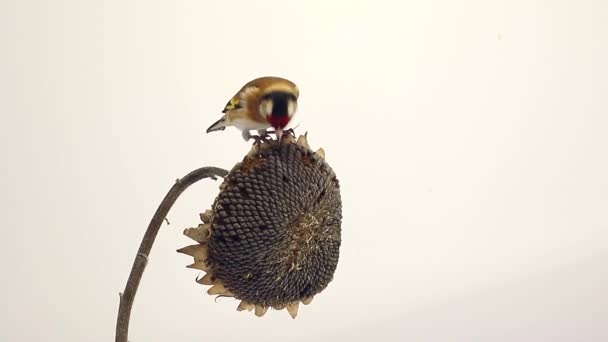 Saka kuşu bir ayçiçeği üzerinde beyaz ekran — Stok video