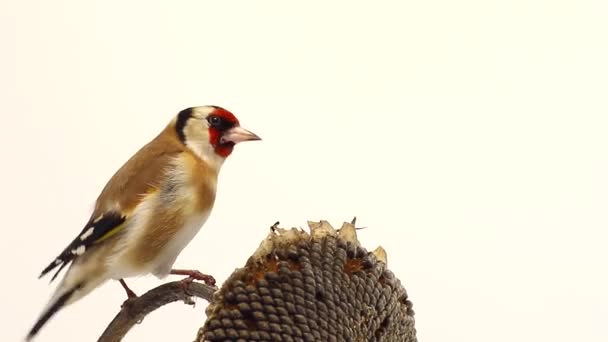 Goldfinch on a sunflower the white screen — Stock Video