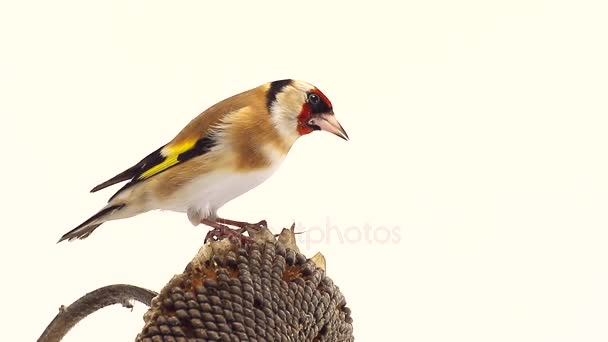 Goldfinch em um girassol a tela branca — Vídeo de Stock