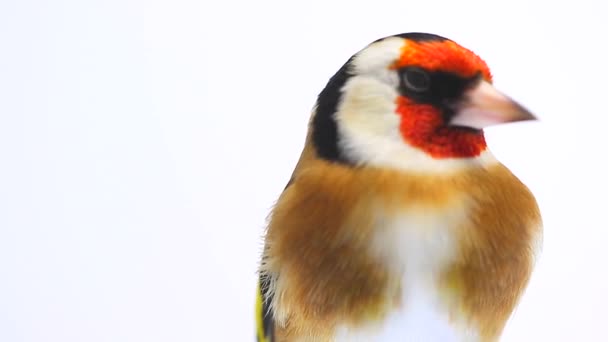 Portrait d'un chardonneret sur écran blanc — Video