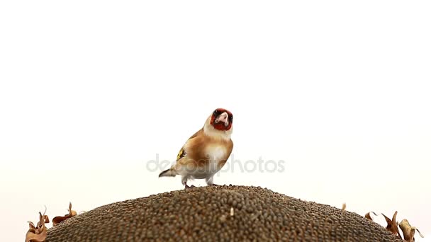 Goldfinch on a sunflower the white screen — Stock Video