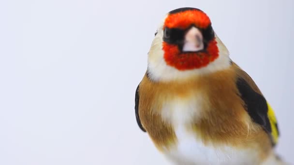 Porträtt av en goldfinch på skärmen vit — Stockvideo