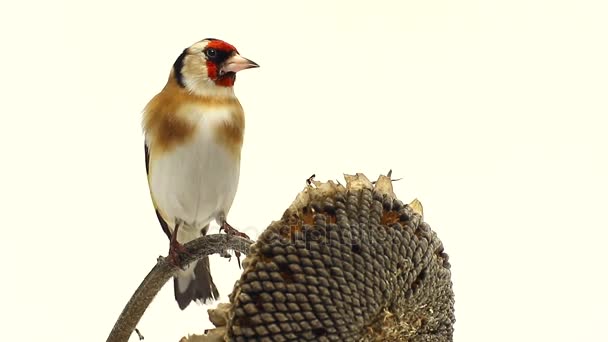 Goldfinch on a sunflower the white screen — Stock Video